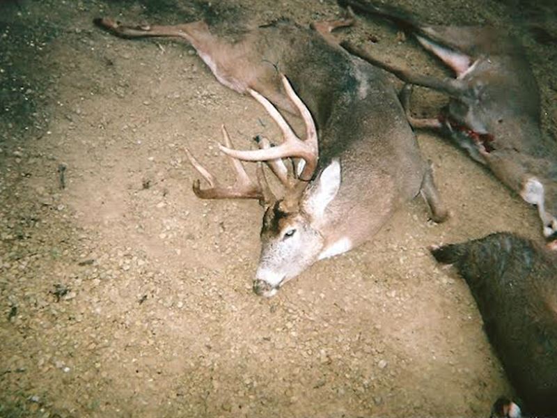 Secluded Deer Hunting Property in S : Eastman : Crawford County : Wisconsin