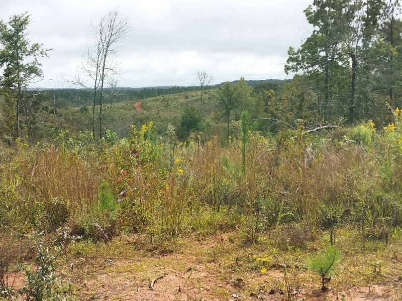 Troup Tract Hunting and Timber Land : Hogansville : Troup County : Georgia