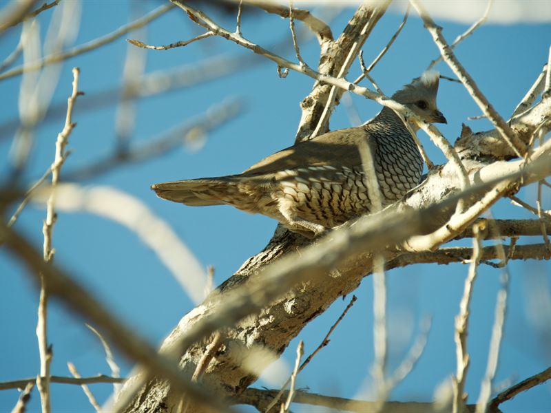 Quail Country Hunting Retreat : Campo : Baca County : Colorado