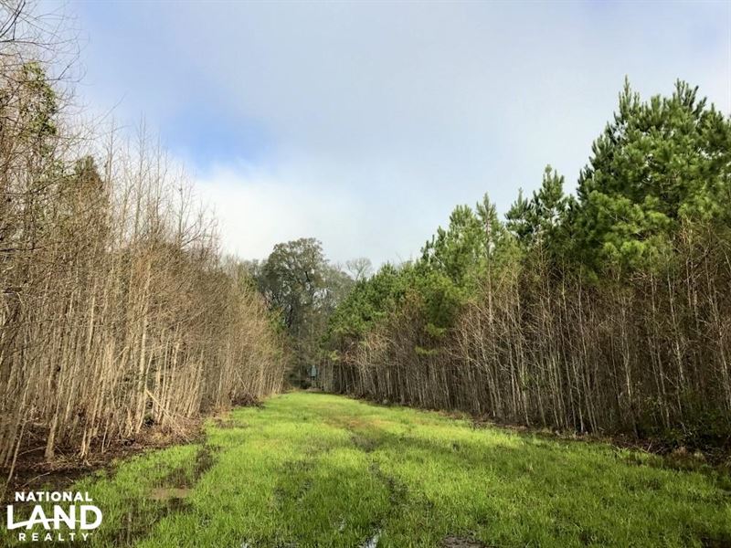 Pineland Small Hunting Tract : Pineland : Jasper County : South Carolina