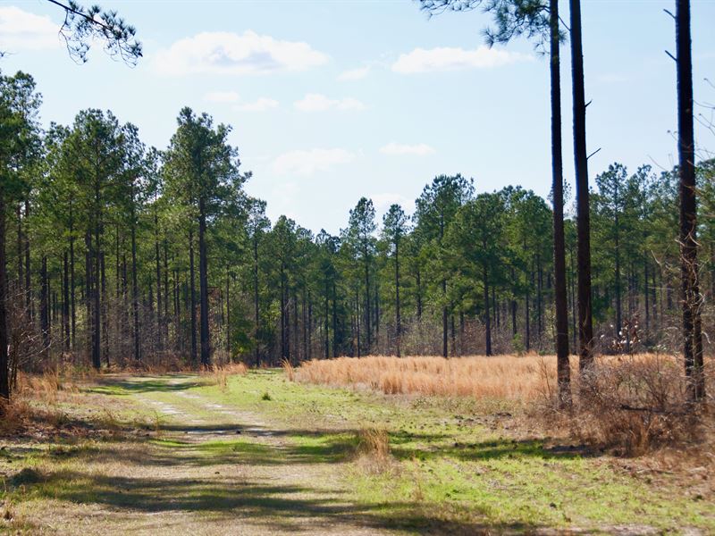 Riverbluff Hunt Paradise : Waynesboro : Burke County : Georgia