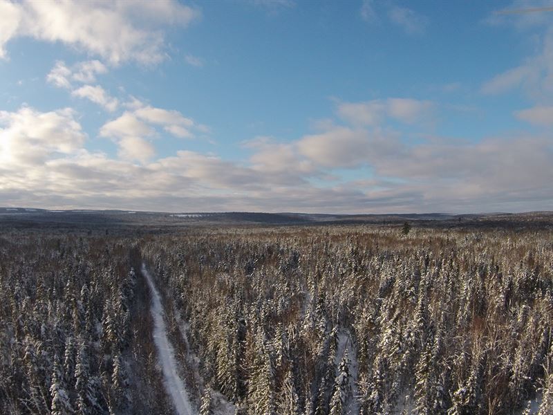 Armstrong Brook Forest : Stockholm : Aroostook County : Maine