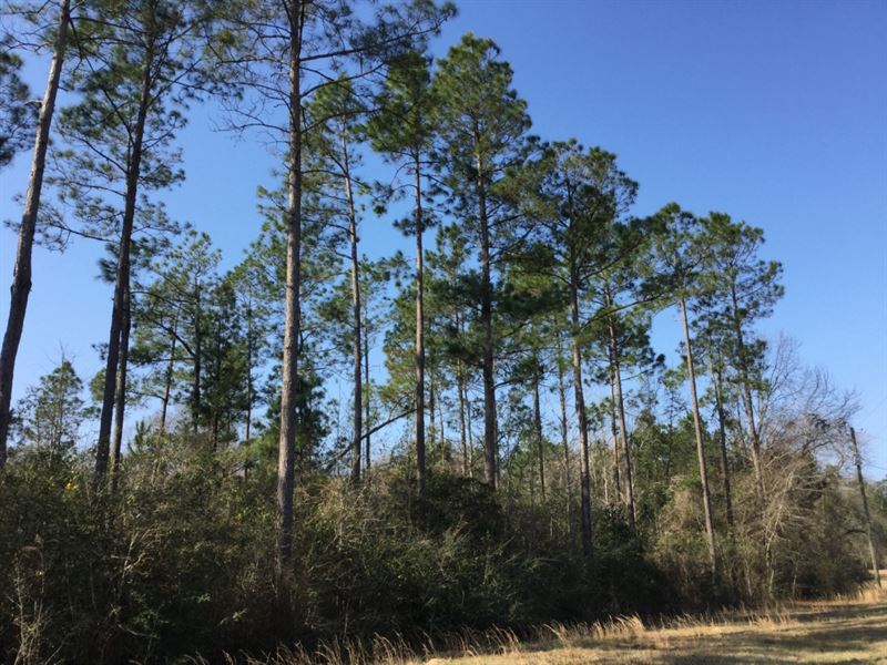 Tedder Road Tract : Century : Escambia County : Florida