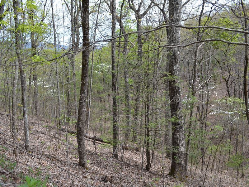 Turkey Pen Property : Vonore : Monroe County : Tennessee
