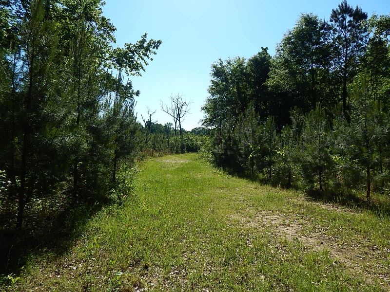 Magee Hill Road / Tylertown 186 : Tylertown : Walthall County : Mississippi