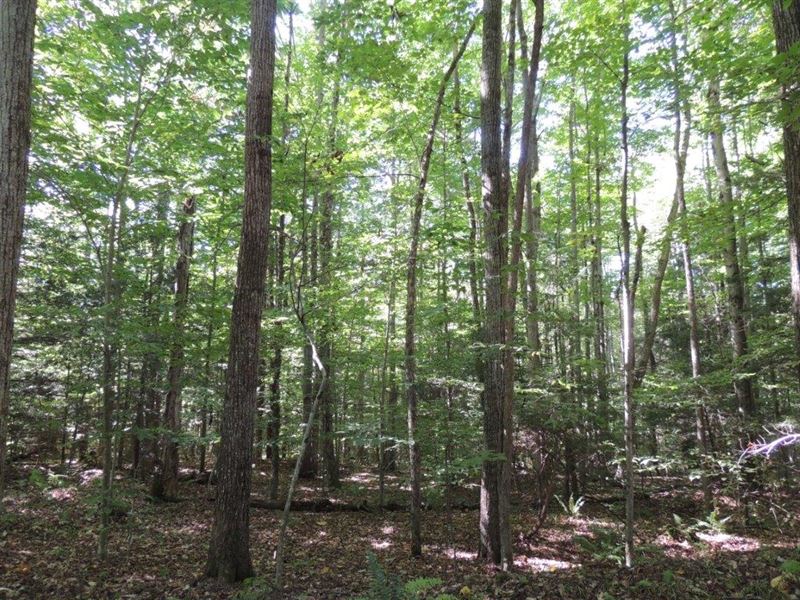 Waterfront Hunting Land : Marathon : Cortland County : New York