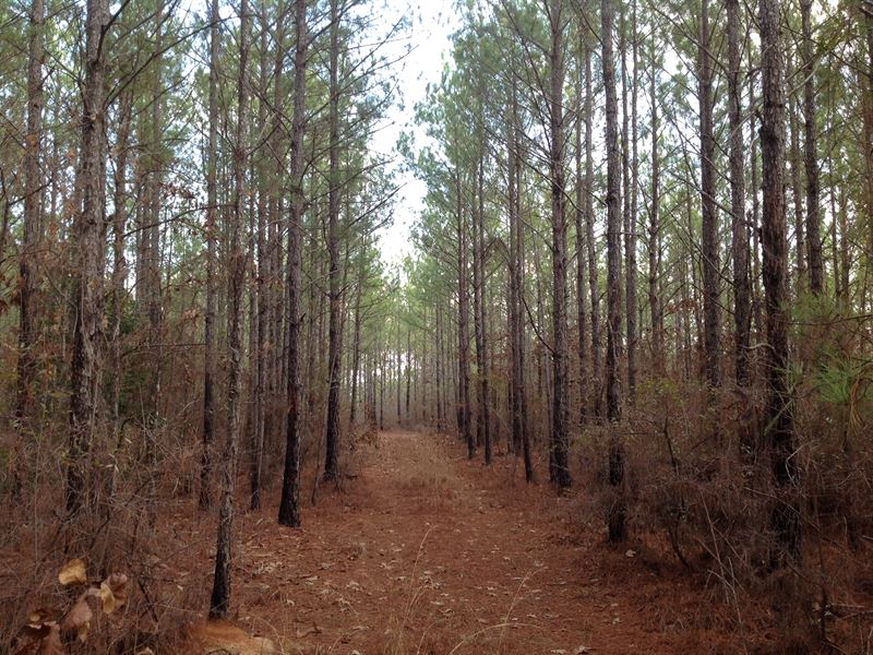 78 Acres Of Pine Plantation : Maplesville : Chilton County : Alabama
