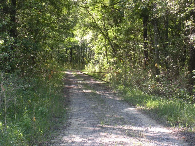 Columbus County Hunting Tract : Whiteville : Columbus County : North Carolina