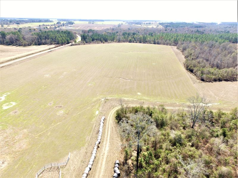 Pasture and Timber Farm in Dooly Co : Vienna : Dooly County : Georgia