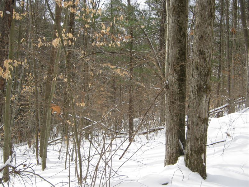 18 Acres Near Ithaca Ny & Forest : Danby : Tompkins County : New York