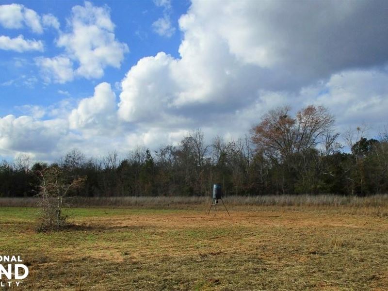 245 Acres Lumpkin Hunting, Timber, : Lumpkin : Stewart County : Georgia