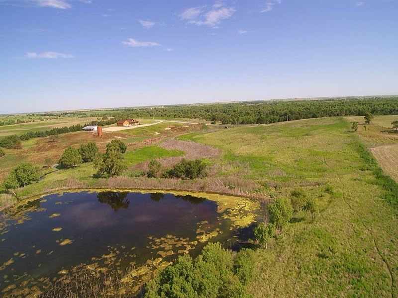 Pheasant Hunters Paradise : Damar : Rooks County : Kansas