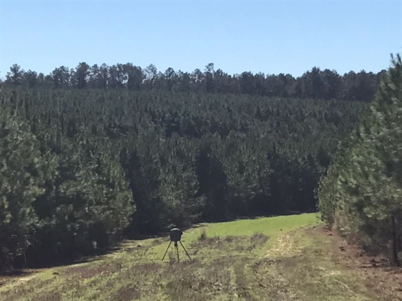 Prime Timberland and Hunting McComb : McComb : Pike County : Mississippi