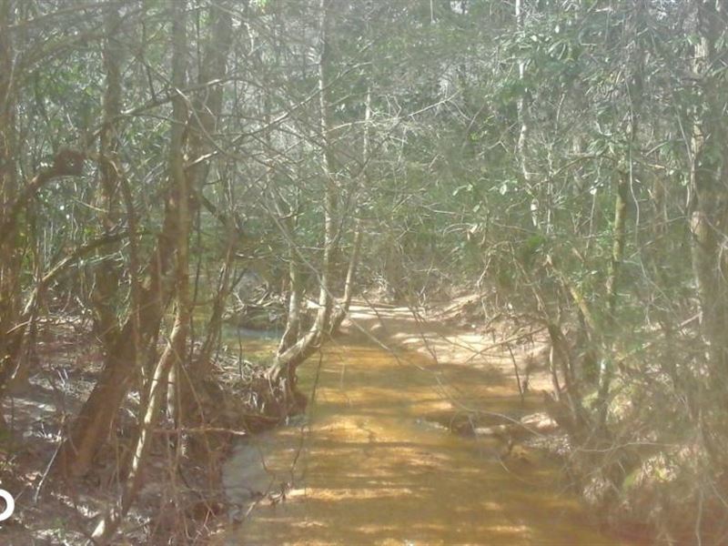 West Monroeville Hunting Tract : West Monroeville : Monroe County : Alabama