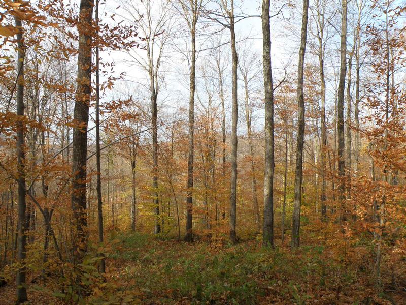 Happy Hollow Forest : Huntington : Chittenden County : Vermont