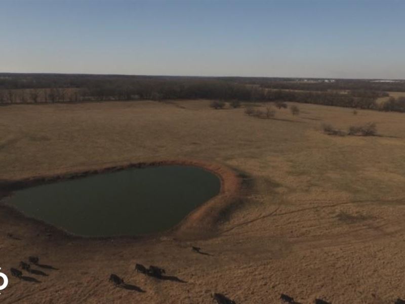 Sarcoxie Cattle and Crops : Sarcoxie : Jasper County : Missouri