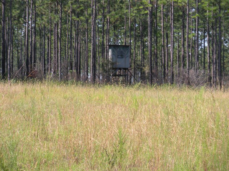 Beautiful Timber Along Reedy Creek : Century : Escambia County : Florida