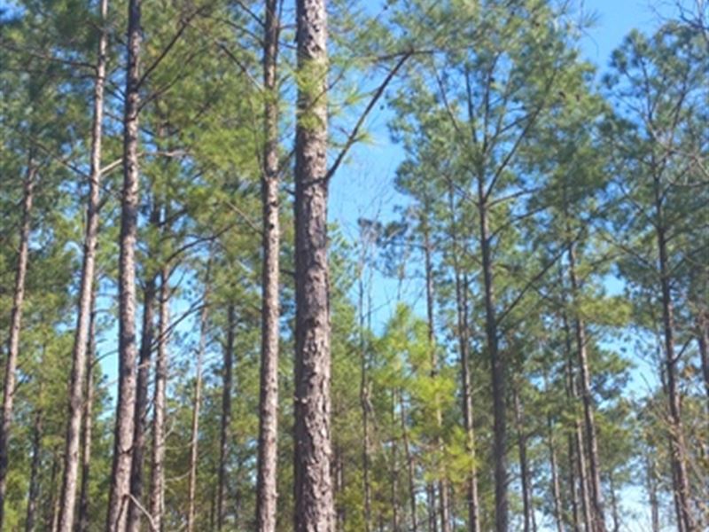 The Andrews Tract : Monetta : Aiken County : South Carolina
