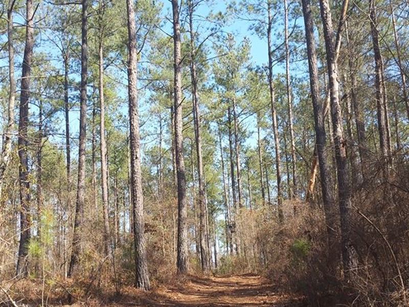White Pond North Tract : Williston : Aiken County : South Carolina