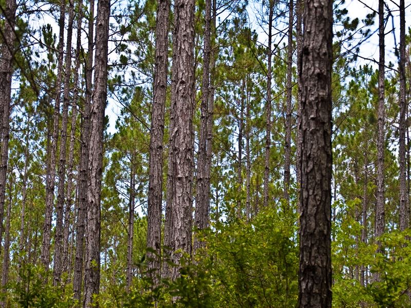 Timberland Near Carrabelle/Gulf : Carrabelle : Franklin County : Florida