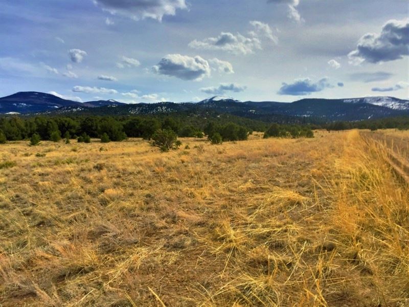 Unique Mountain Acreage : South Fork : Rio Grande County : Colorado