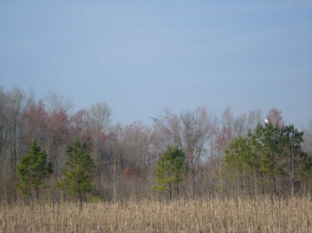Blue Wing Plantation Tract B : Bennettsville : Marlboro County : South Carolina