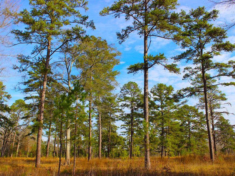Hunting Property in Plantation Belt : Albany : Dougherty County : Georgia