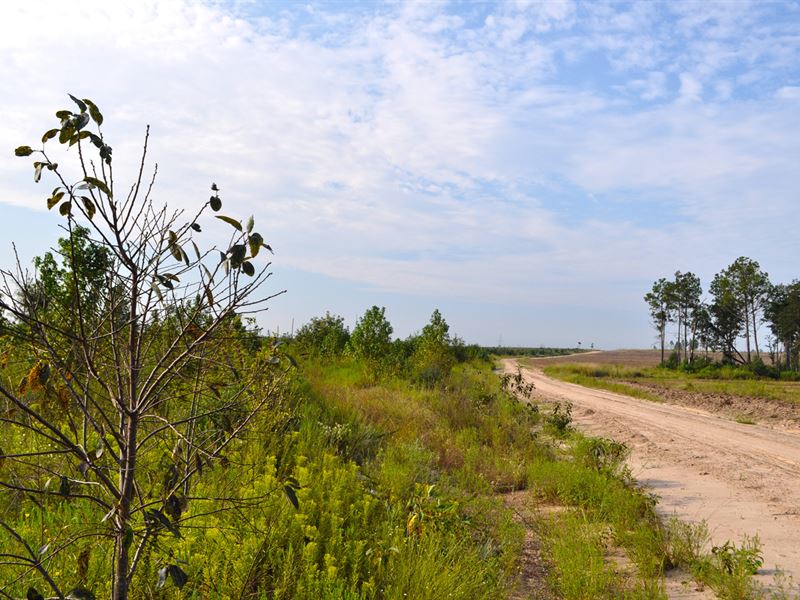 100 Ac in Trevat Texas : Groveton : Trinity County : Texas