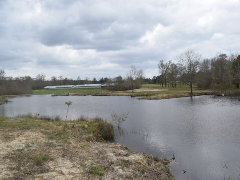 93 Acres with 3 Ponds and Creek : Tylertown : Walthall County : Mississippi