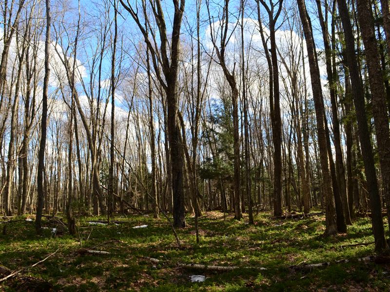 Wooded 160 Acres with Easement : Caroline : Shawano County : Wisconsin