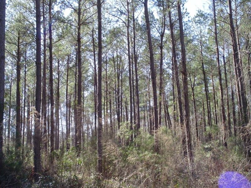 Ravenwood Plantation 2 : Charleston : Dorchester County : South Carolina