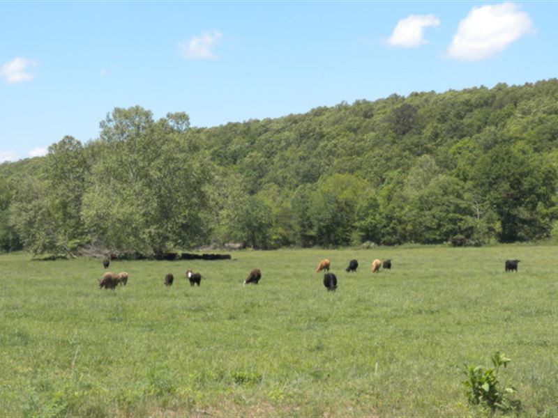 Ozark Cattle Ranch & Recreational L : Hwy 137 : Howell County : Missouri