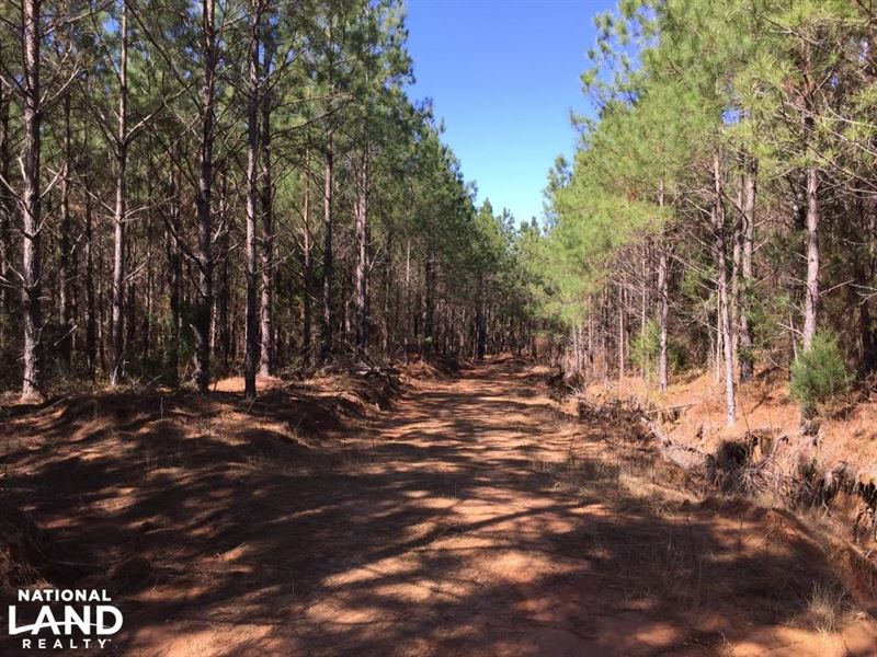 Snow Bottom Rd. 118 Acre Timber Tra : Eupora : Webster County : Mississippi