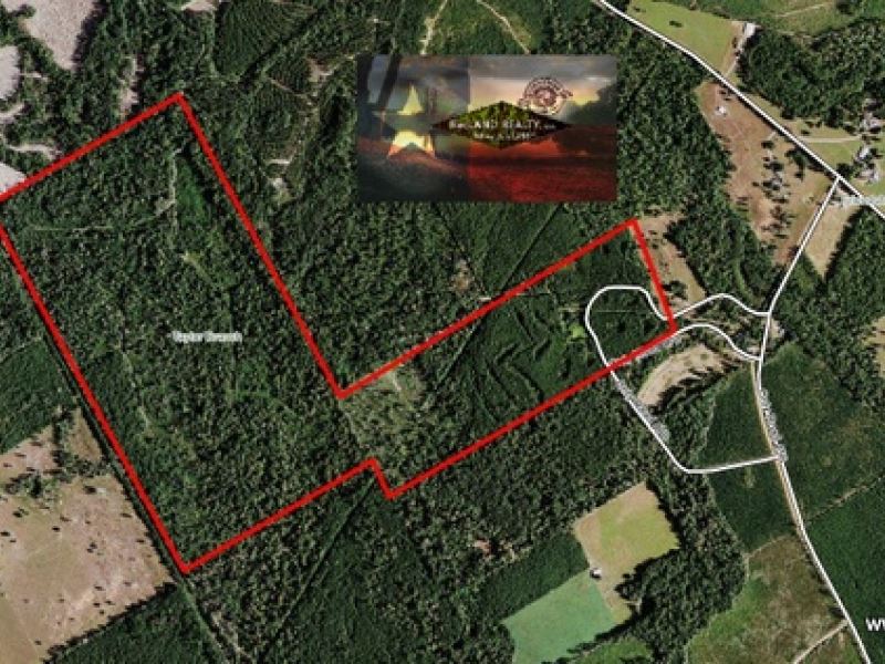 200 Ac - Timberland & Hunting : Jasper : Jasper County : Texas
