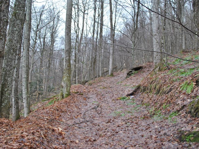 53 Acres Near Beaverkill River Ny : Rockland : Sullivan County : New York
