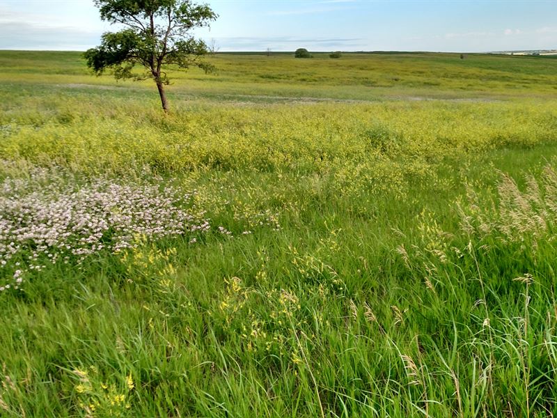 Good Productive Hardland Pasture : Farnam : Frontier County : Nebraska