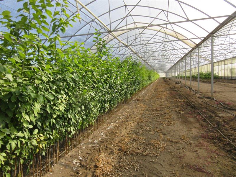 Dade City Grove and Nursery : Dade City : Pasco County : Florida