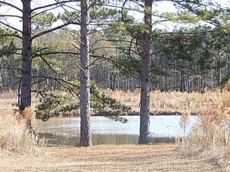 143.5 Acres in Rankin County Known : Brandon : Rankin County : Mississippi