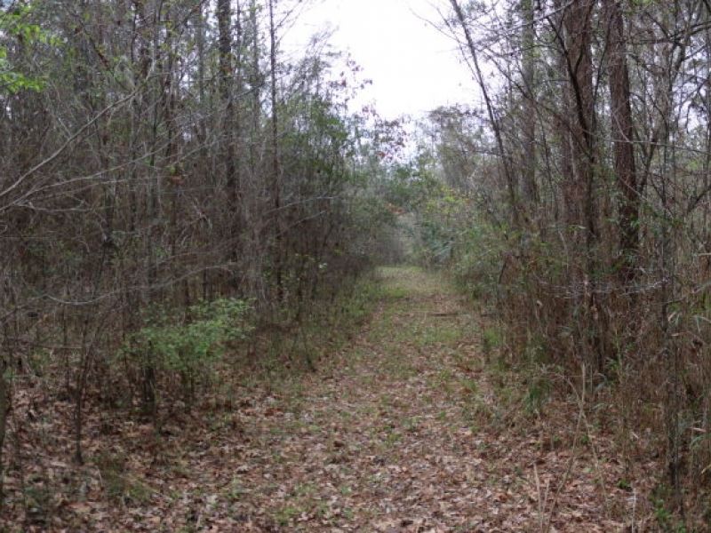 Hunting, Timberland for Sale in Jas : Heidelberg : Jasper County : Mississippi