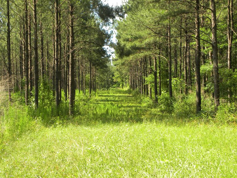 24-033A Gin Creek East : Luverne : Crenshaw County : Alabama