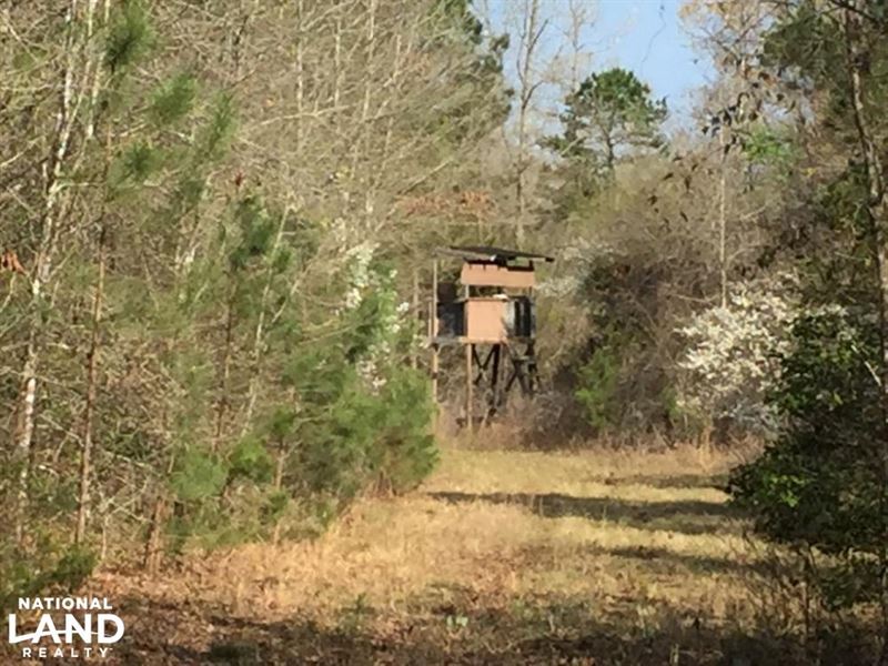 175 Acre Timberland & Hunting Pr : Rolla : Hot Spring County : Arkansas