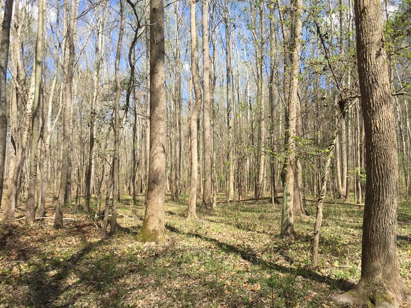 Hunter's Paradise : Washington : Wilkes County : Georgia