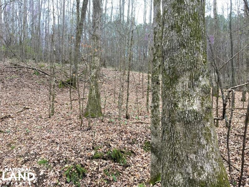 Timber Investment and Hunting in Fr : Russellville : Franklin County : Alabama