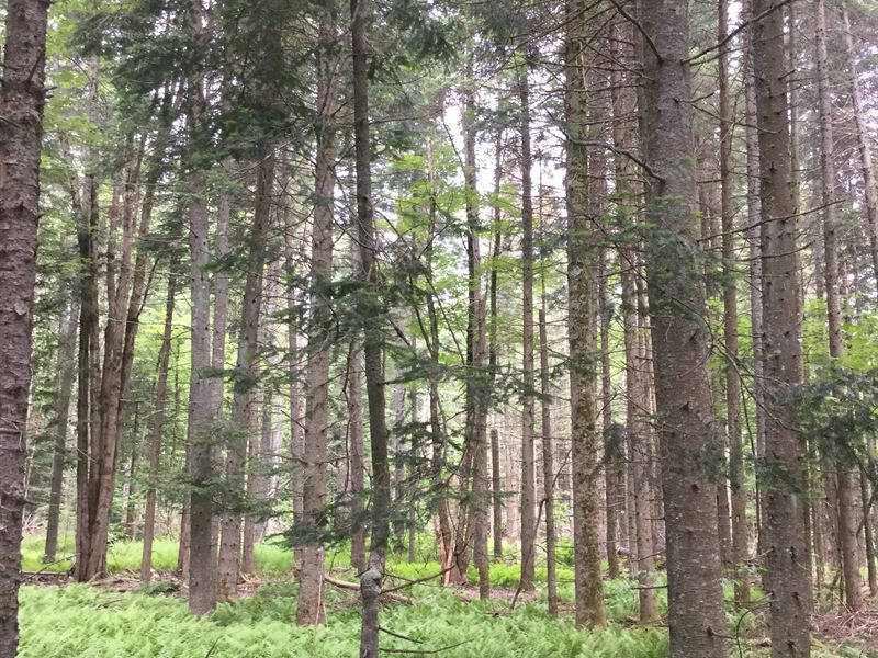 Walk To State Land : Osceola : Lewis County : New York