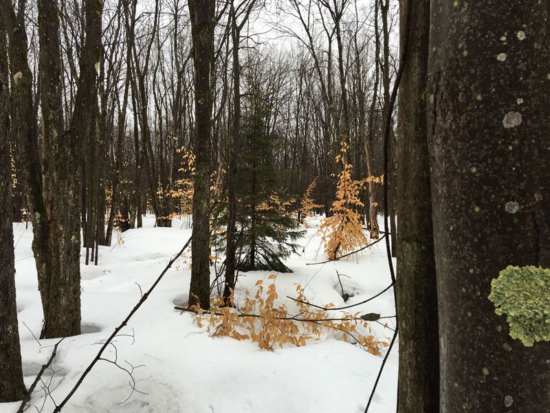 Osceola Forestlands : Osceola : Lewis County : New York