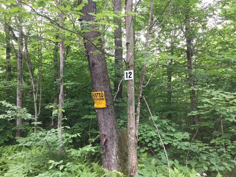 Sportsmans Haven : Osceola : Lewis County : New York