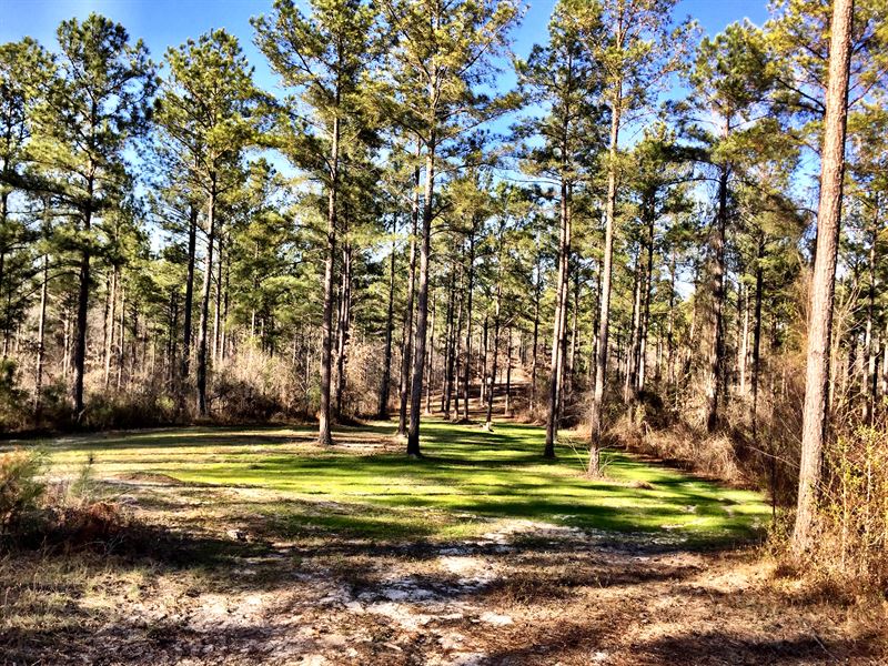 2000+/- Contiguous Acres Middle Ga : Roberta : Crawford County : Georgia