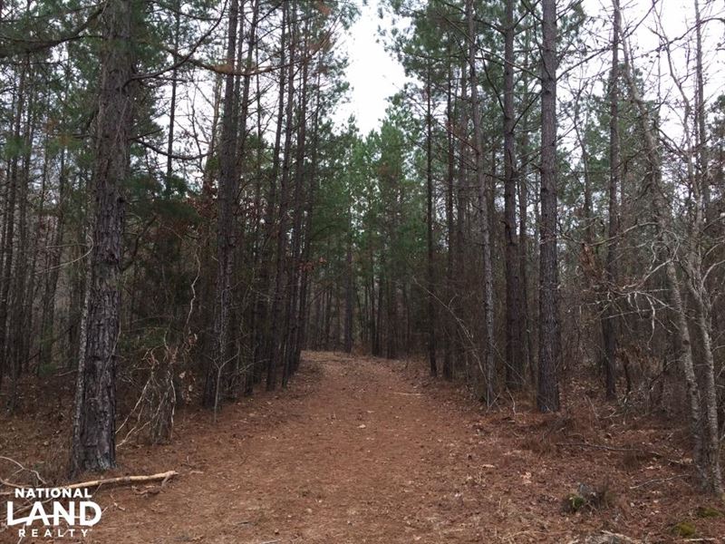 217 Acres Timberland/Development : Jessieville : Garland County : Arkansas