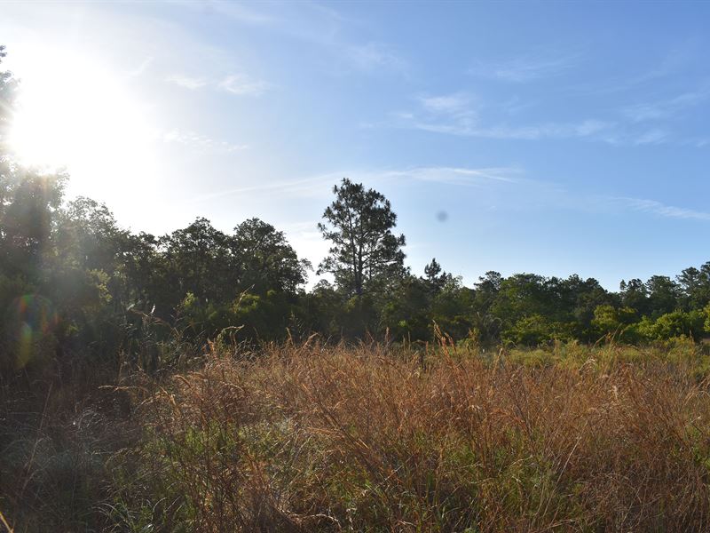 Annutteliga Hammock Tract 3 : Weeki Wachee : Hernando County : Florida