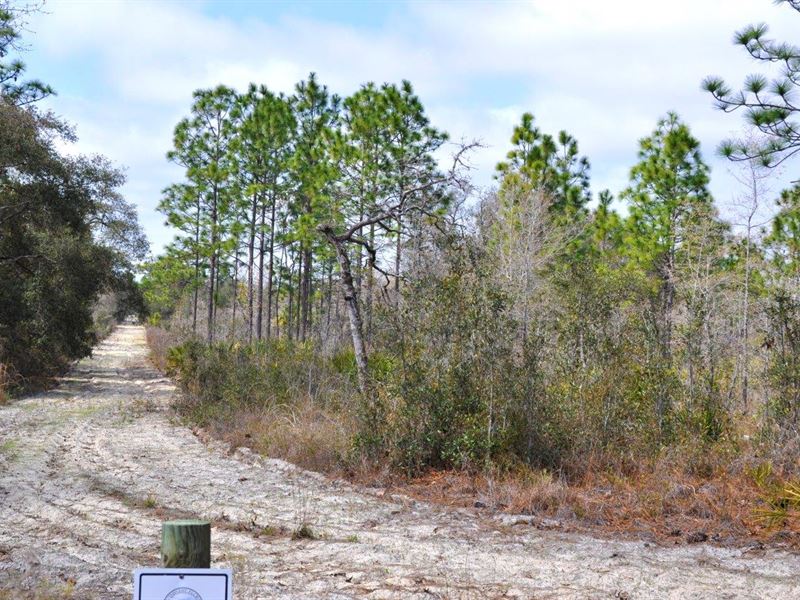 Annutteliga Hammock Tract 1 : Weeki Wachee : Hernando County : Florida